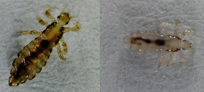 A adult female louse on the left and a nymph louse on the right